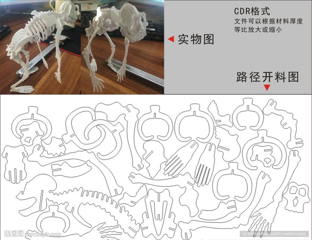 猿人骨骼