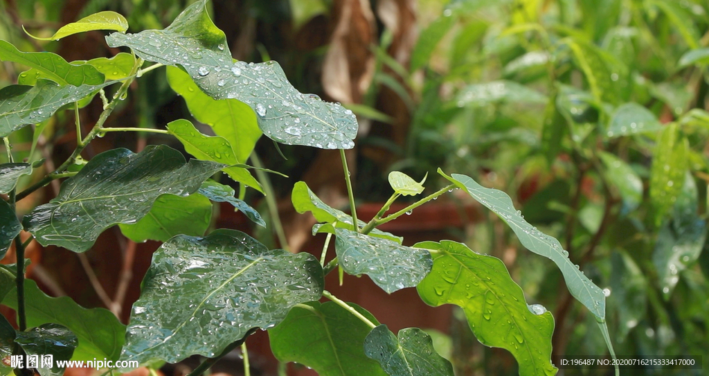 高清雨點打在菩提樹葉上視頻