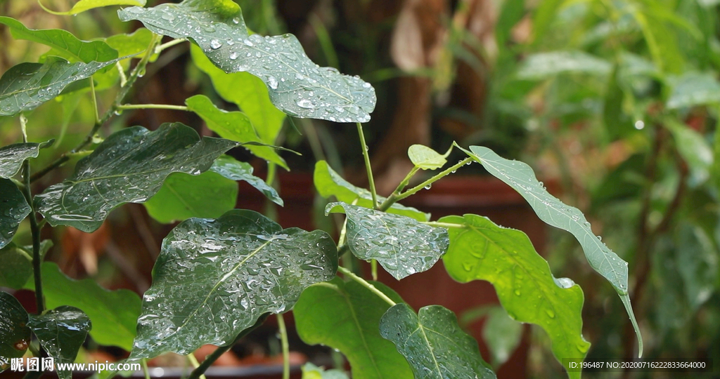 高清雨点打在菩提树叶上视频