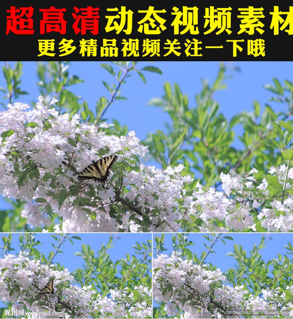 萬(wàn)紫千紅鮮花盛開(kāi)春天美景視頻