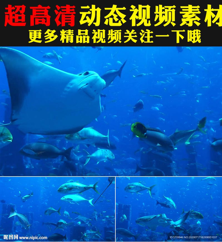 蓝色海底世界鱼群游动视频素材