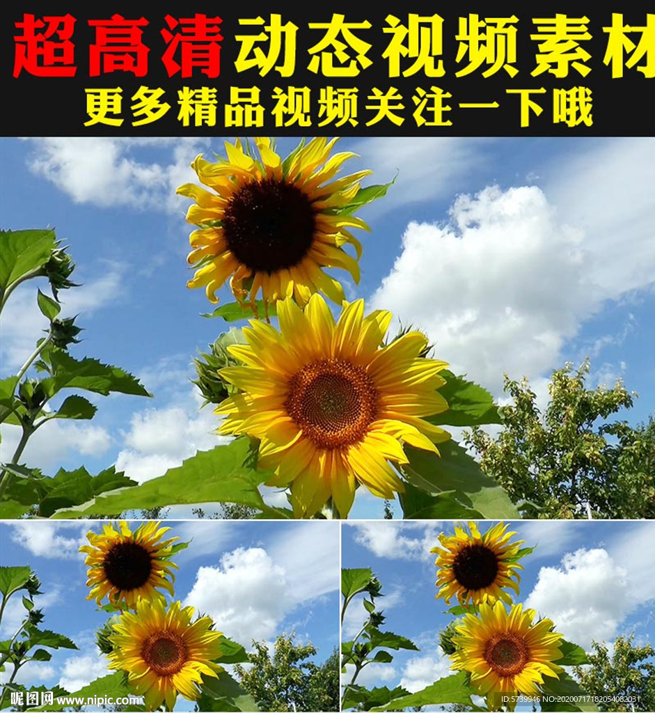 向日葵太陽花花海植物實拍視頻