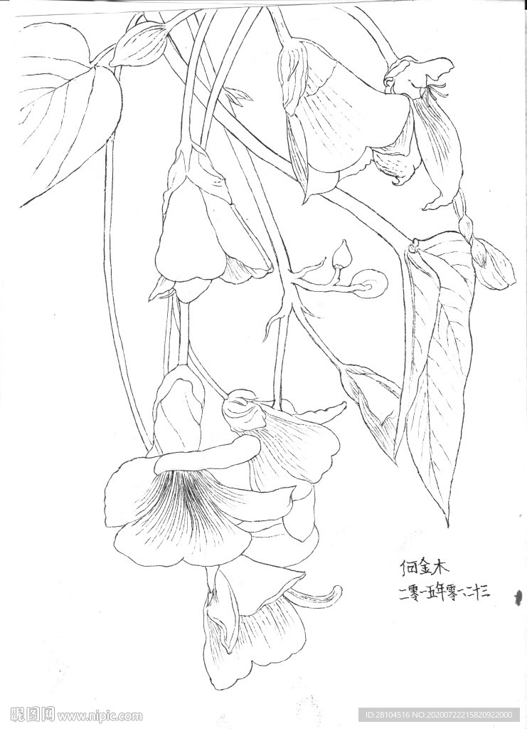 倒掛的花