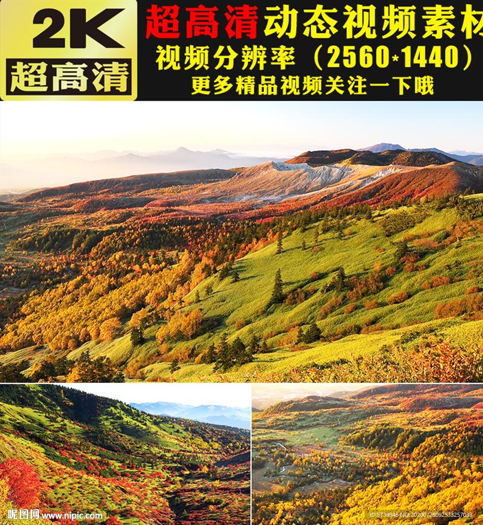 高山森林樹木小草藍天白云視頻