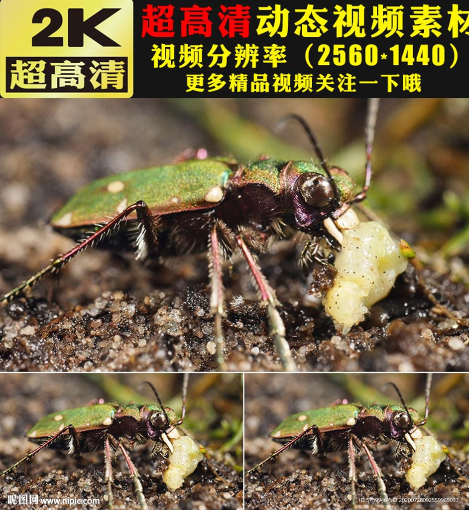 昆蟲鐵甲蟲天牛甲殼蟲視頻實拍
