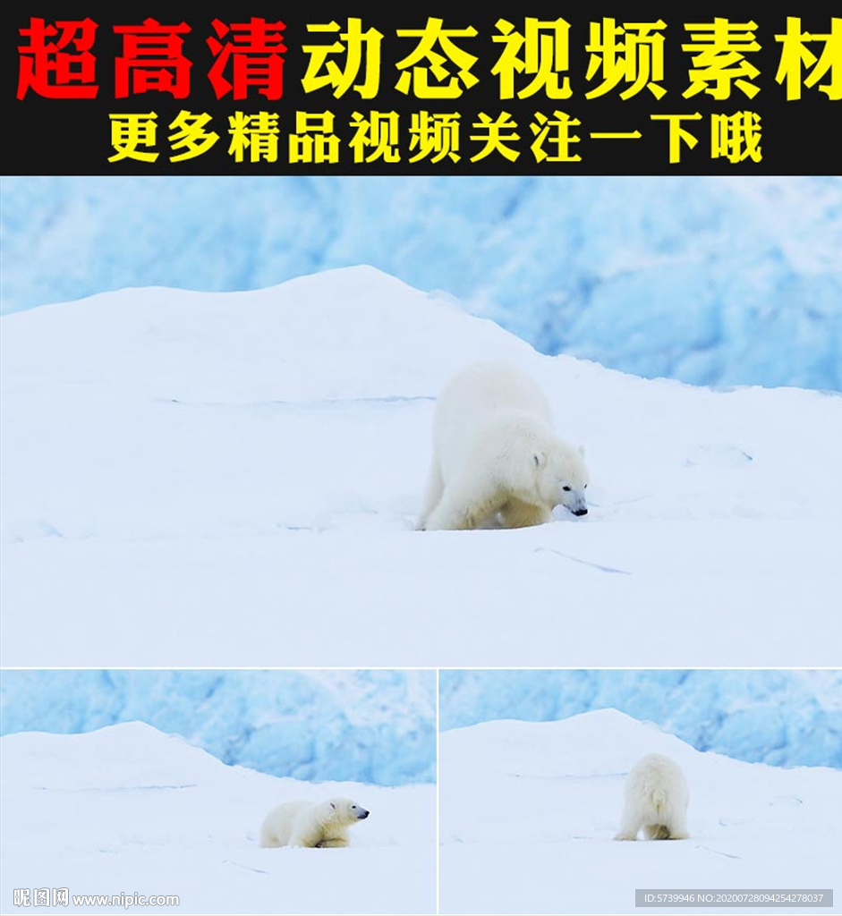 北极洲北极熊实拍视频