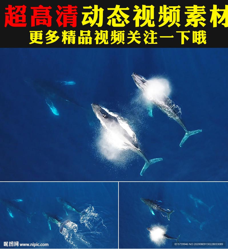 藍(lán)色海底世界大鯨魚群游動(dòng)視頻