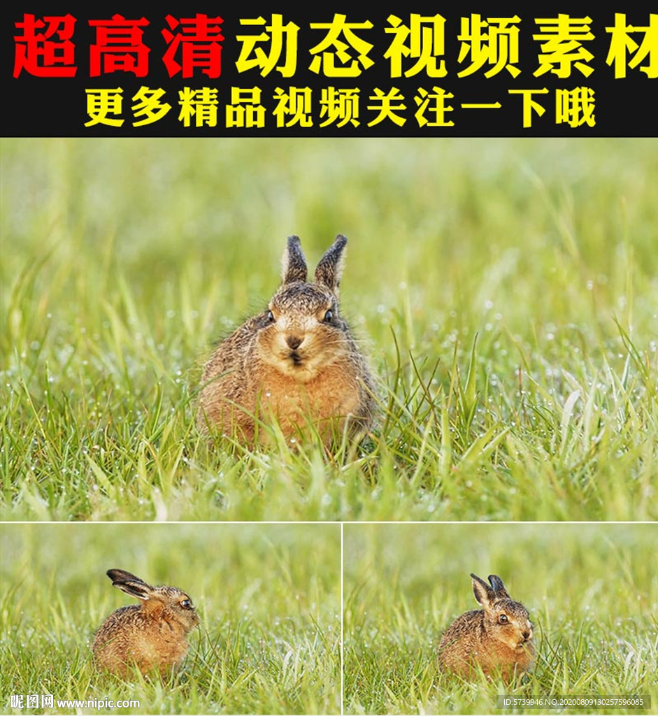 可爱野兔小兔子草地吃草实拍视频