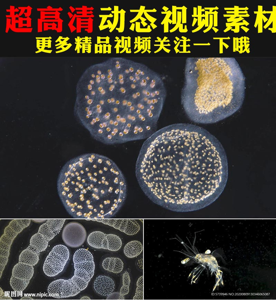 神奇海底生物微生物細胞視頻