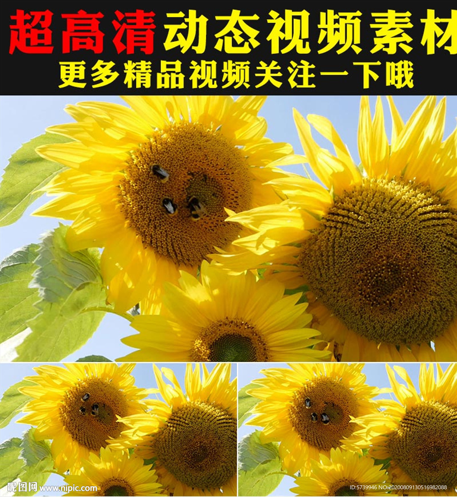 向日葵太阳花花海植物实拍视频
