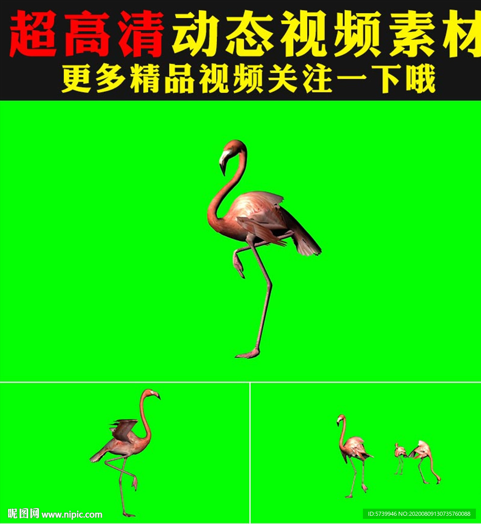 長腿仙鶴丹頂鶴天鵝綠屏視頻