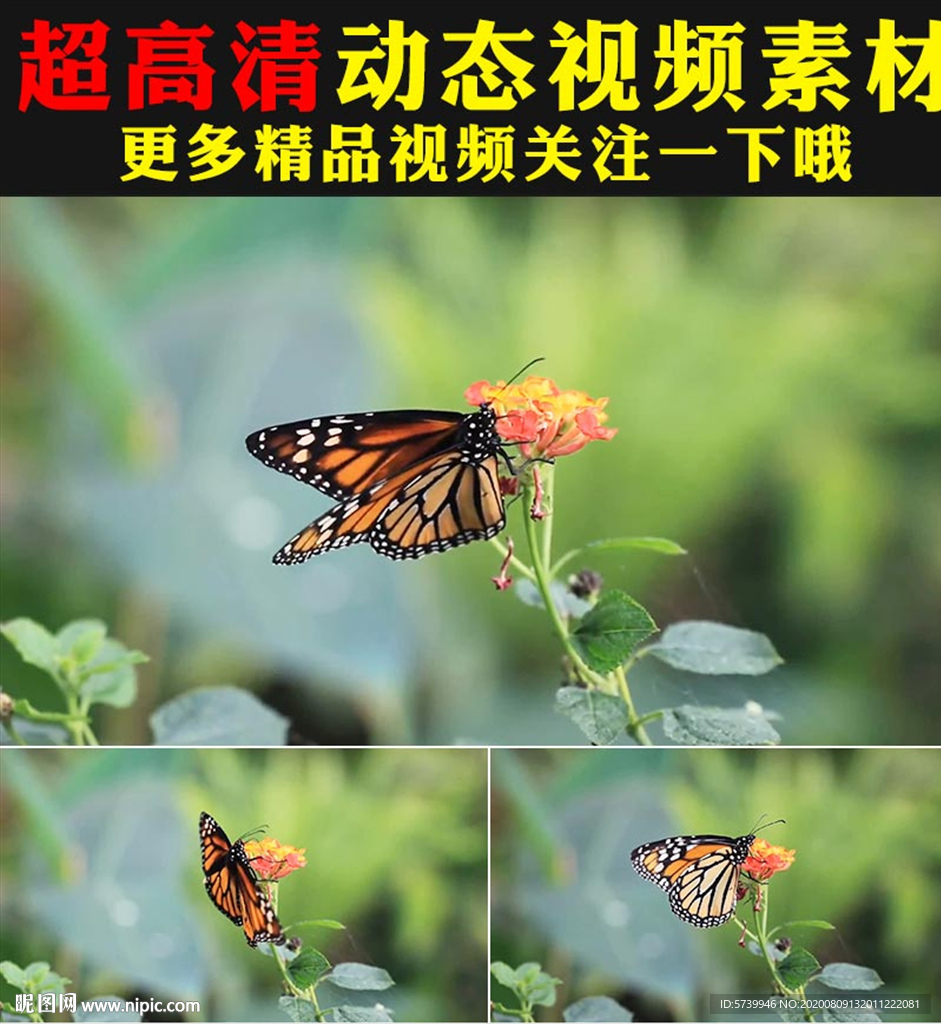 實(shí)拍蝴蝶采花粉鮮花盛開春天視頻