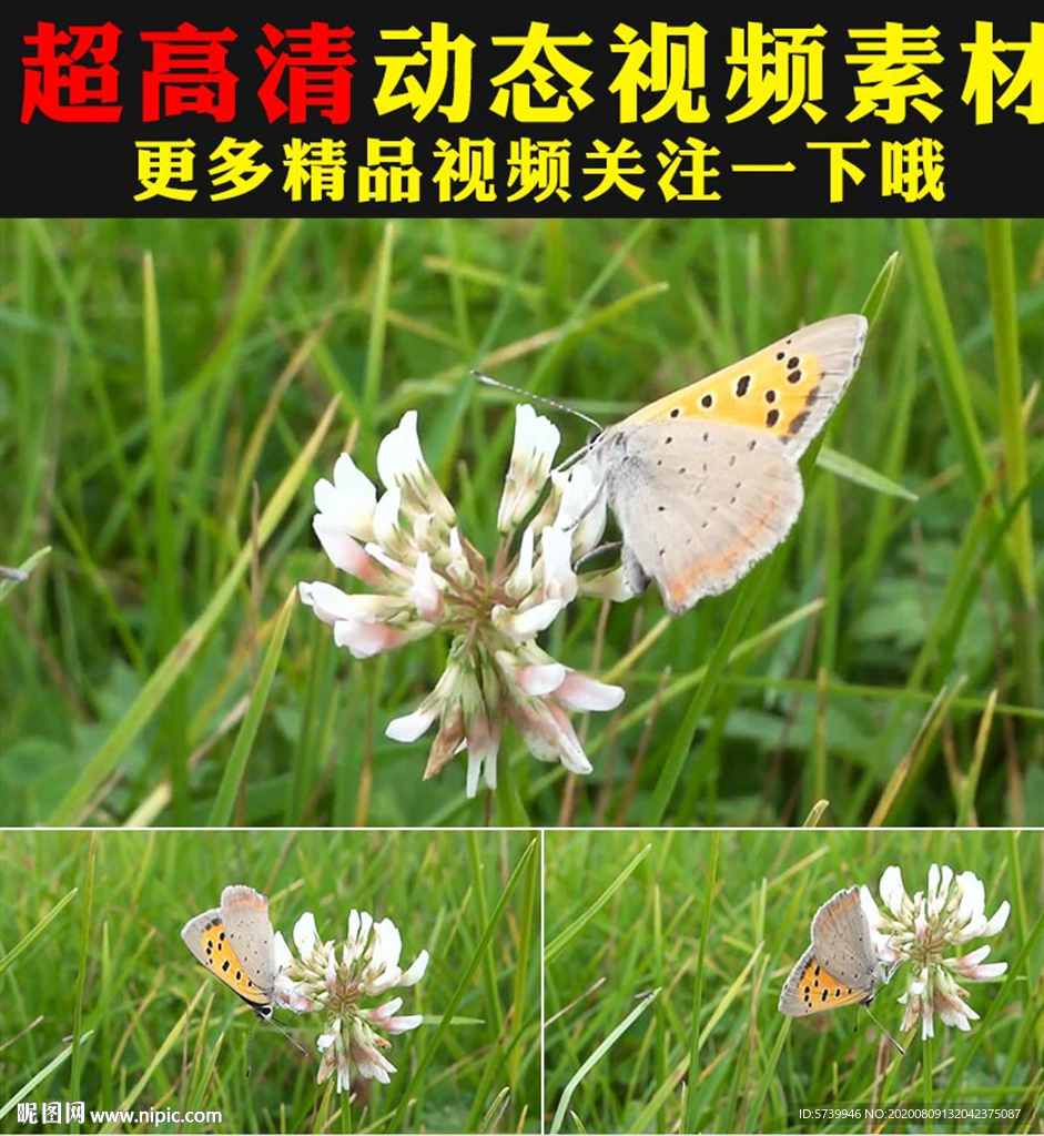 實拍蝴蝶采花粉鮮花盛開春天視頻