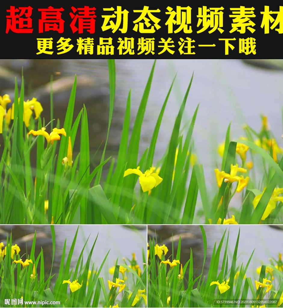 小清新绿叶黄色小花开放视频