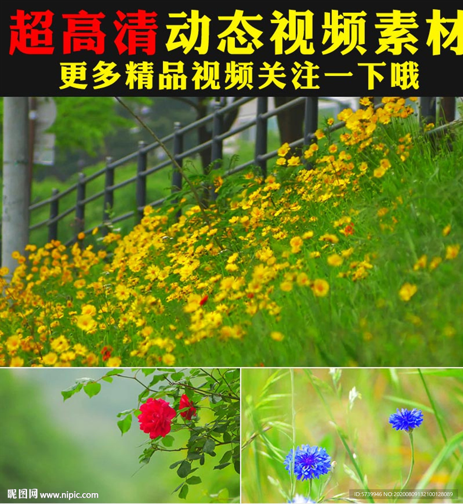 小清新绿叶阳光鲜花盛开春天视频
