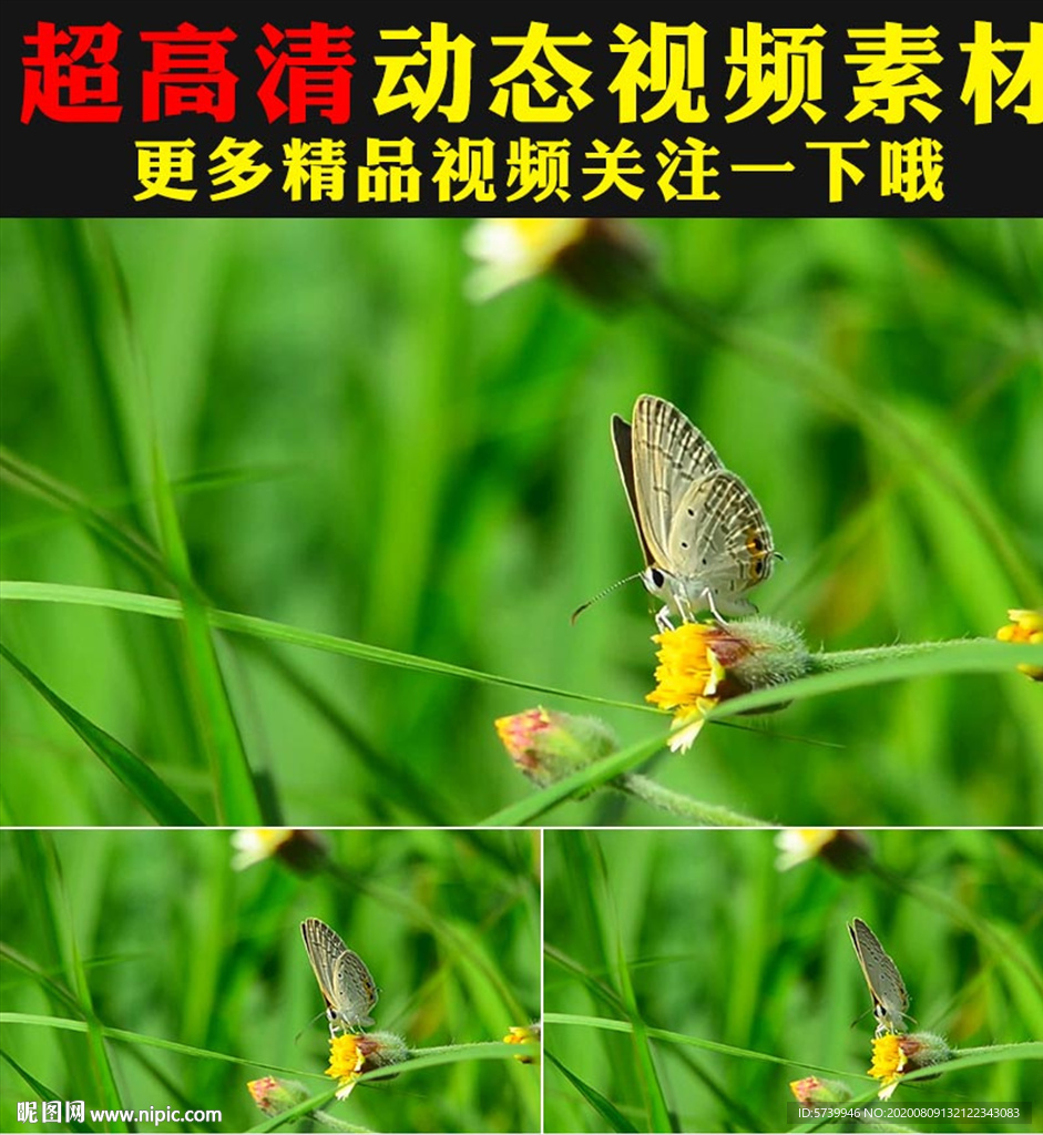 春天綠葉小草青草蝴蝶鮮花視頻