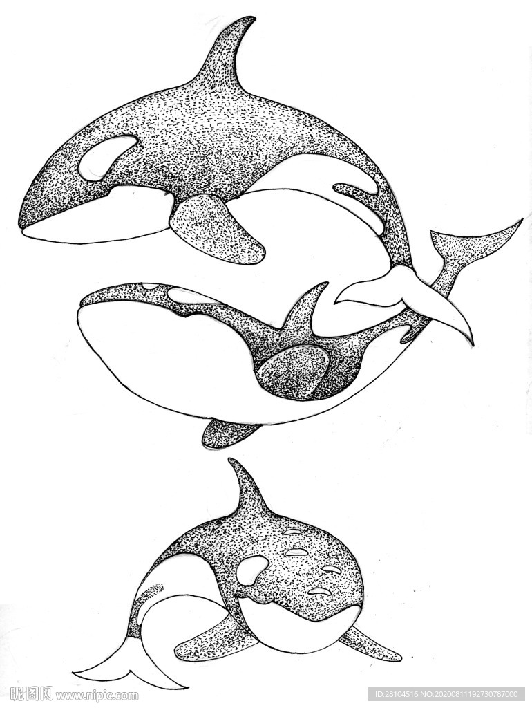 水浪海豚