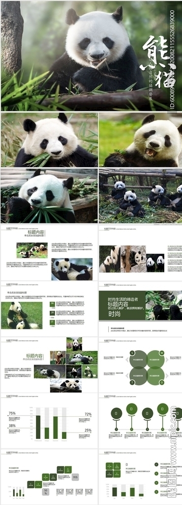 國家一級保護動物熊貓動態(tài)PPT