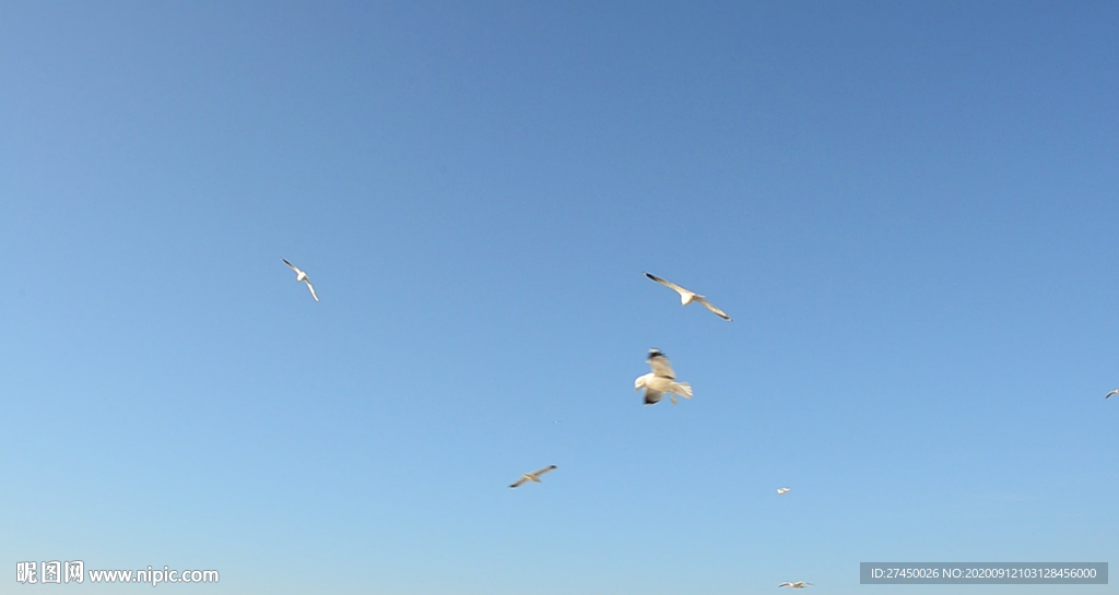 海鸥在晴朗的天空中飞翔
