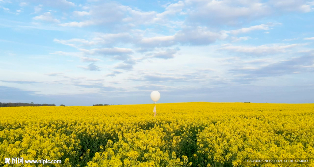 在黄色的花田中的白色气球