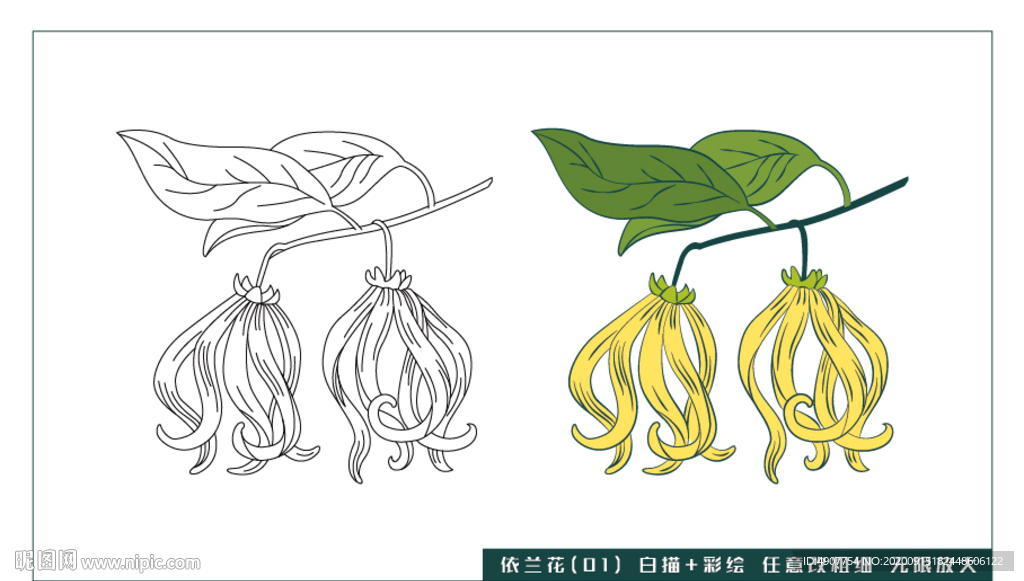 依蘭花-01