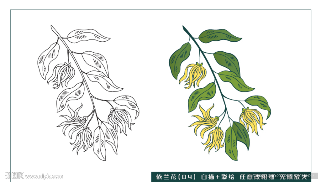 依蘭花-04