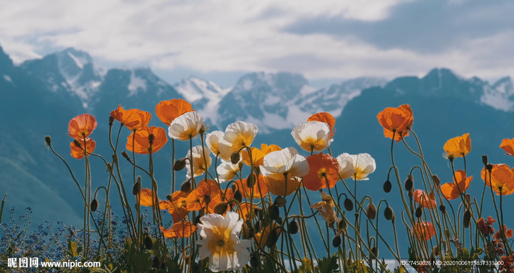 阿尔比斯山罂栗花