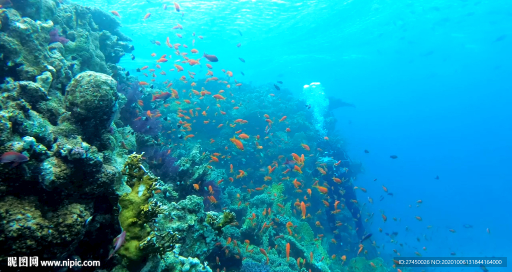 海底世界珊瑚