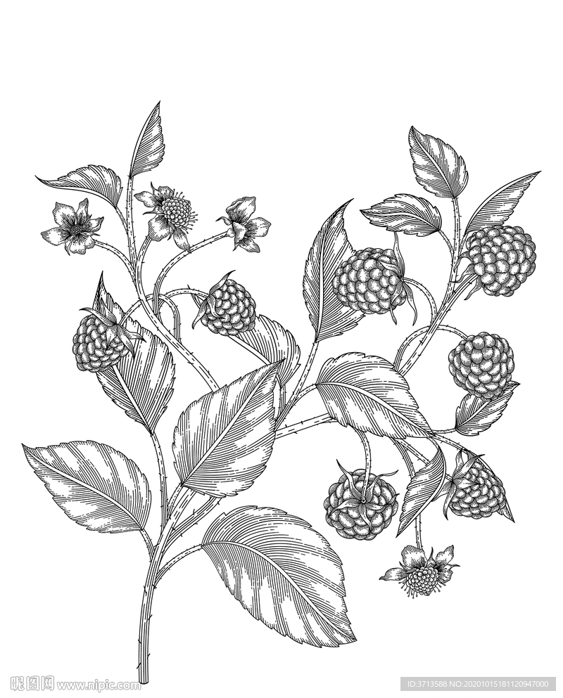 覆盆子树莓素描线描白描手绘插画