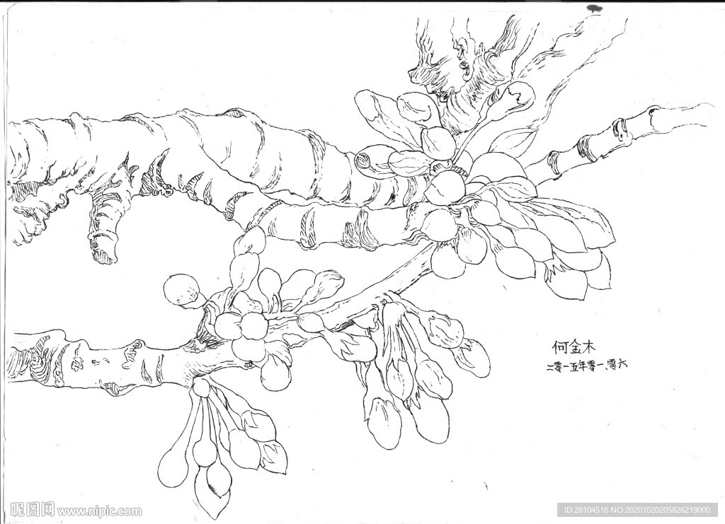 花卉