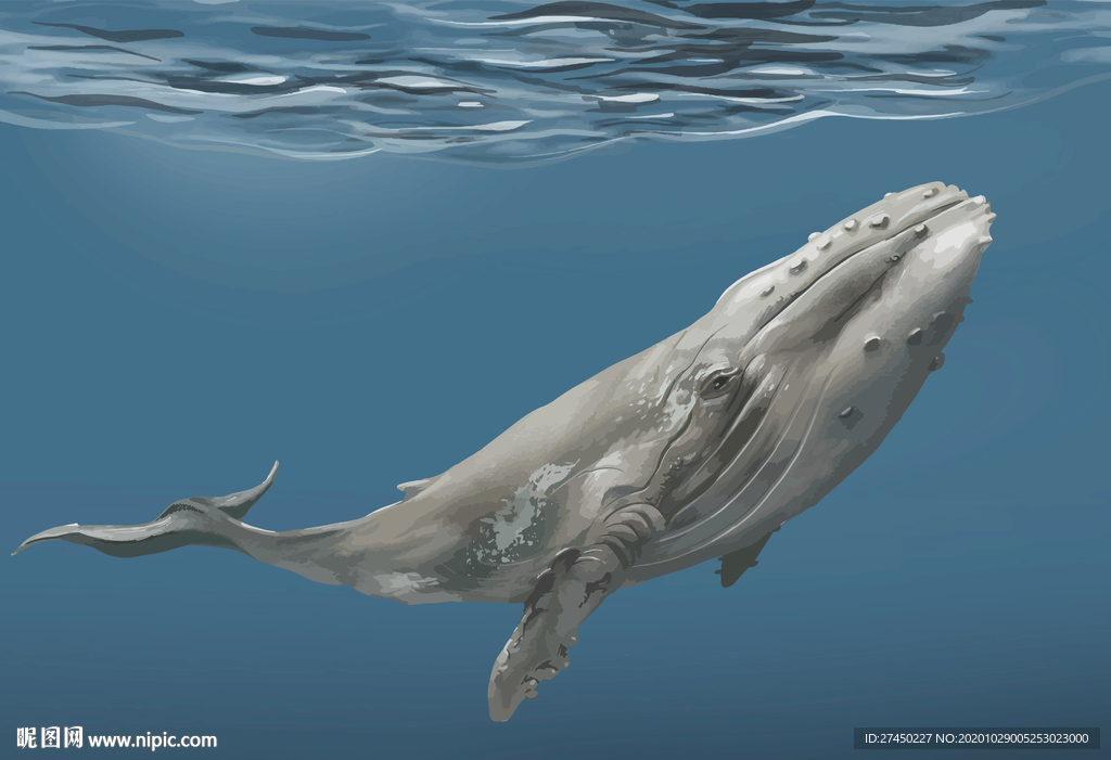 海洋生物鲸鱼