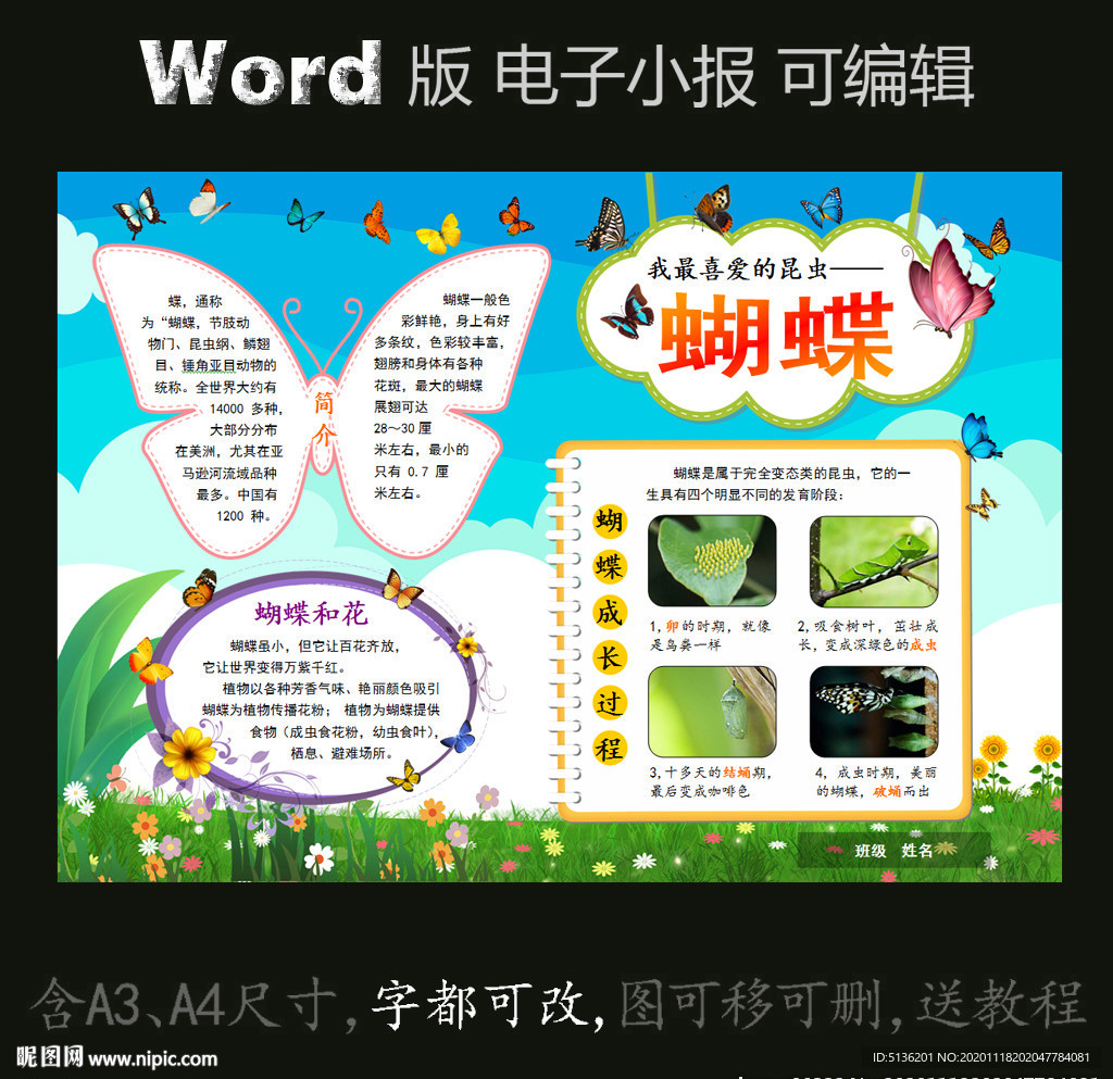 word版动物电子小报昆虫蝴蝶图片