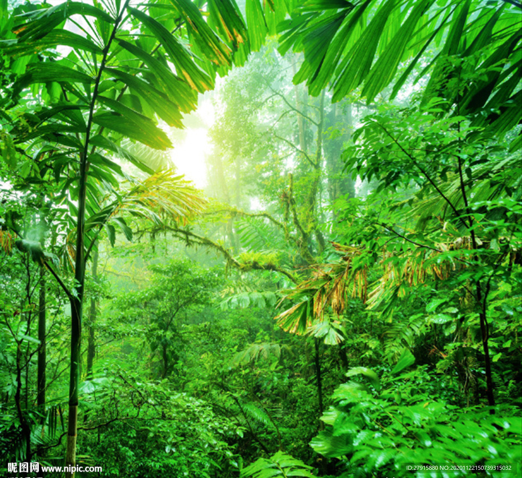 绿色大自然热带雨林背景墙