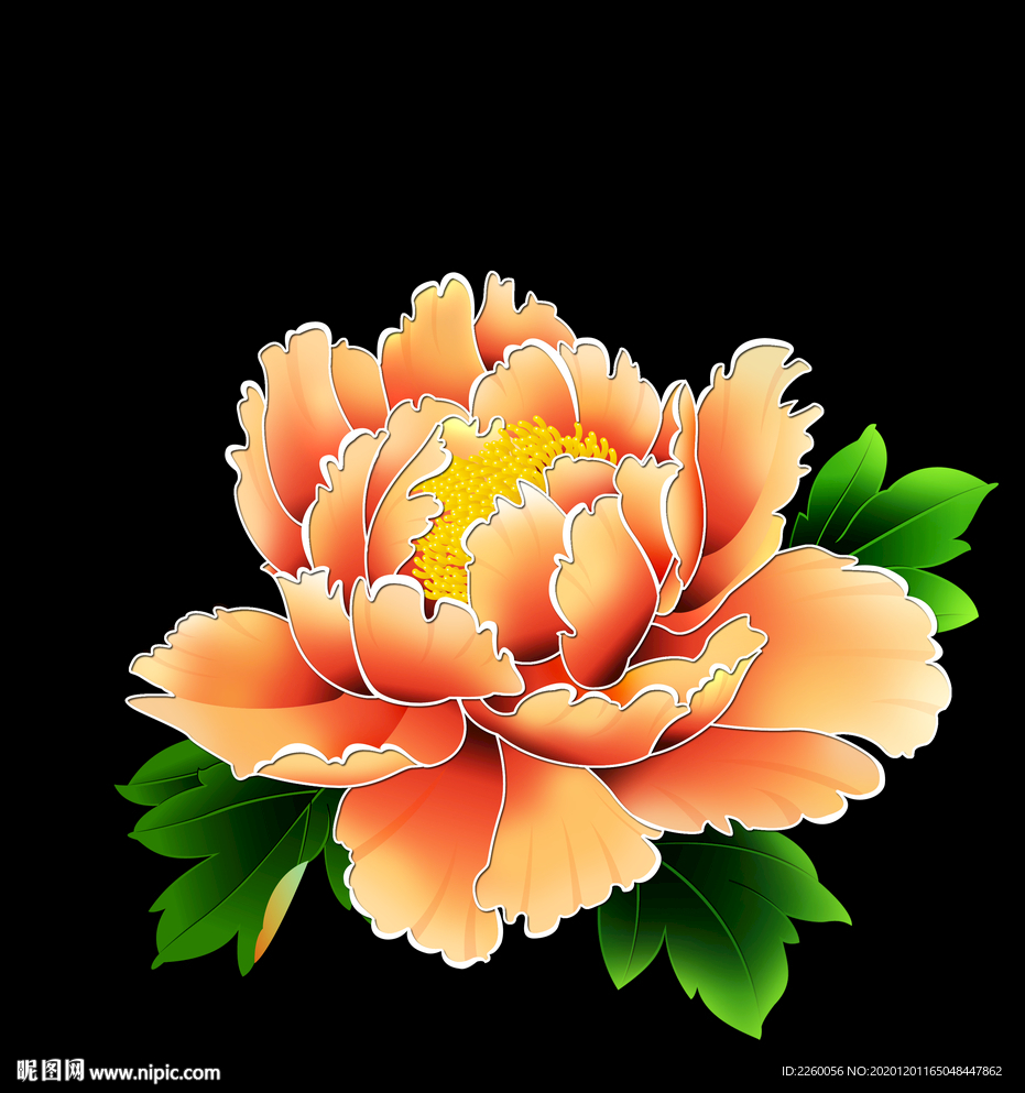 花 牡丹花 工筆牡丹 花素材