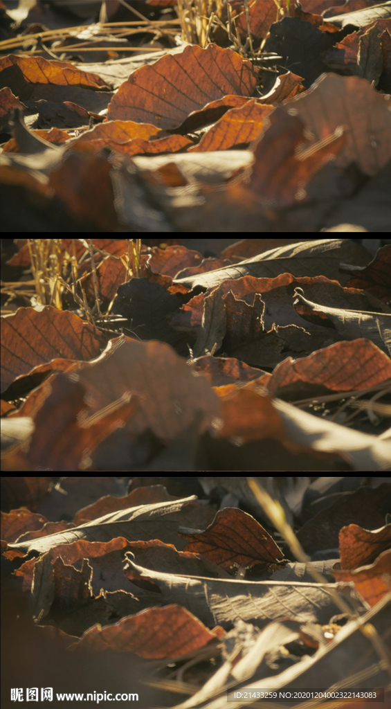 近拍枯萎的落叶视频素材