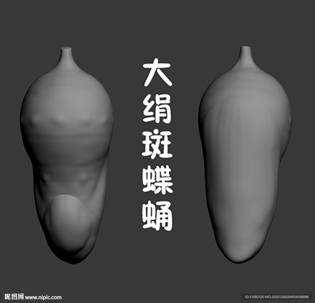 大绢斑蝶蛹3D模型