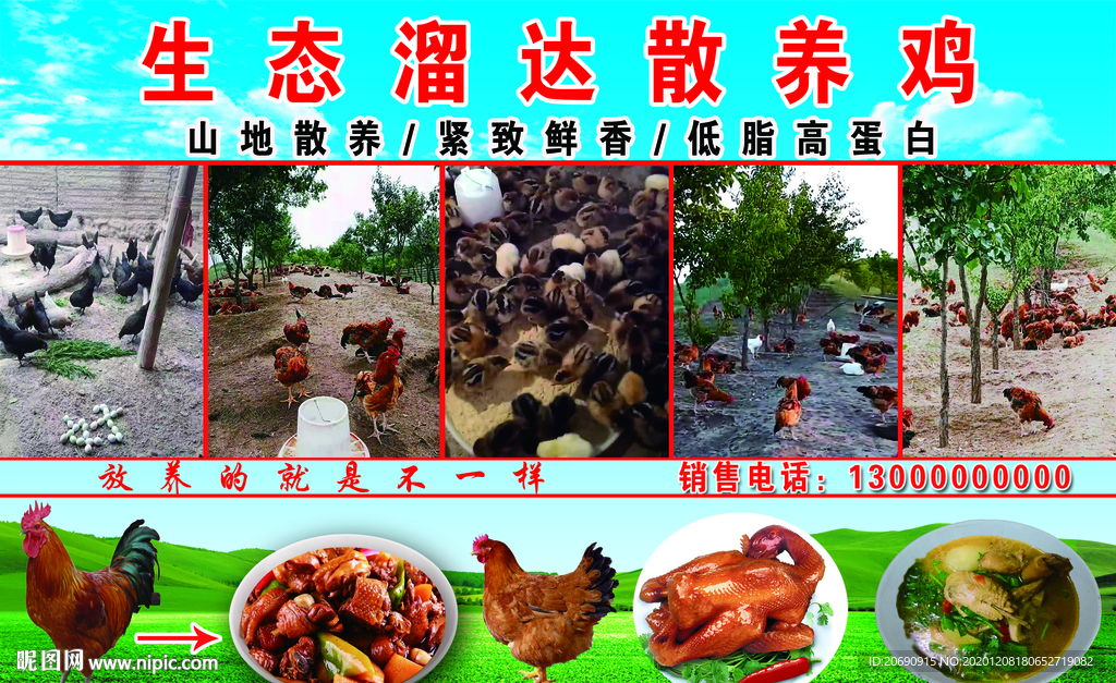 散養(yǎng)雞
