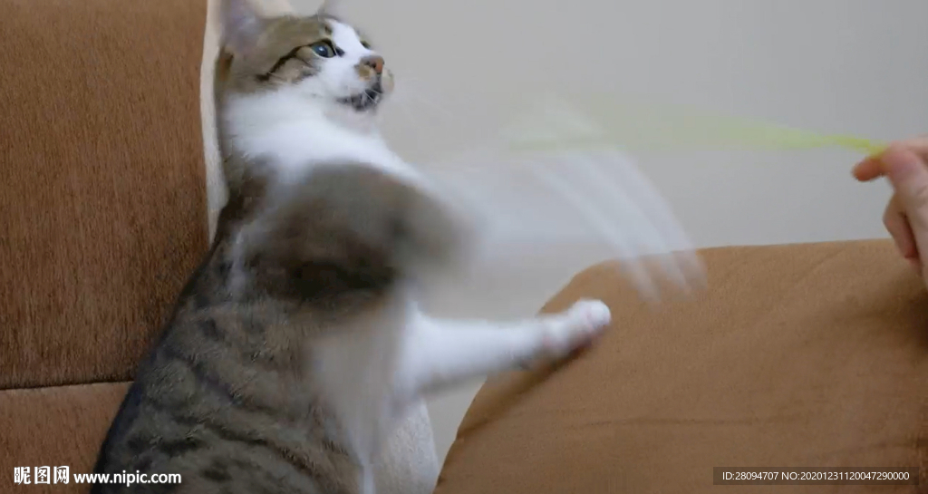 動物 貓