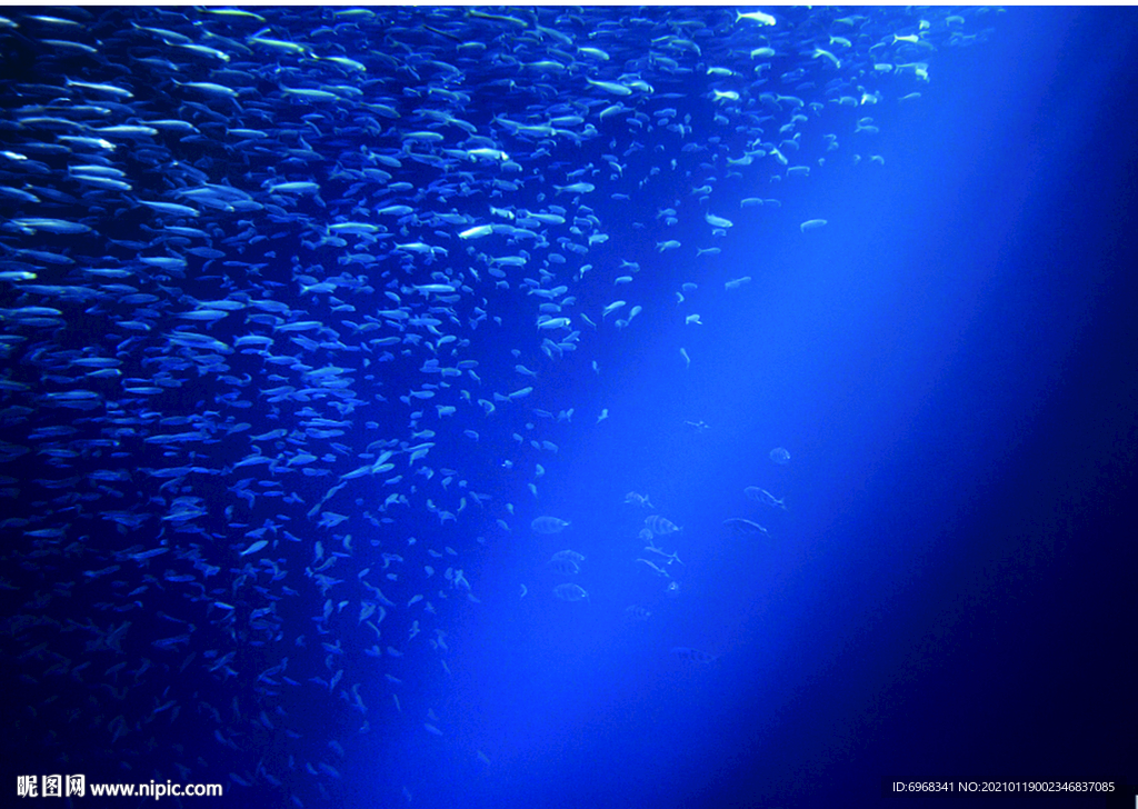 深海鱼群胶原蛋白