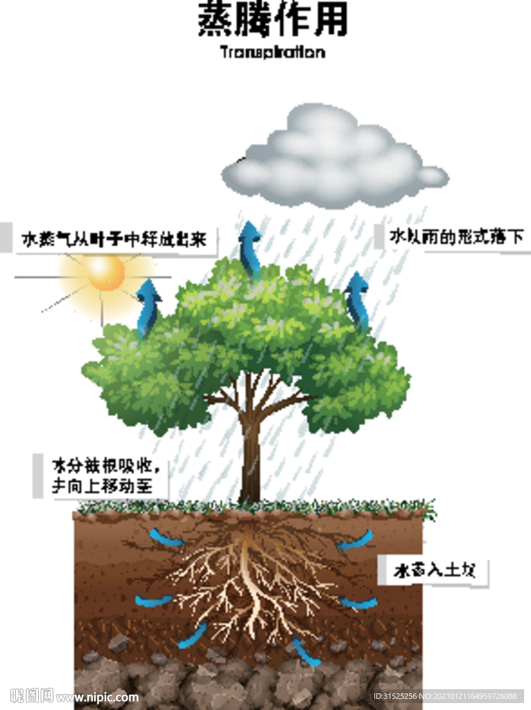 植物蒸腾作用图片