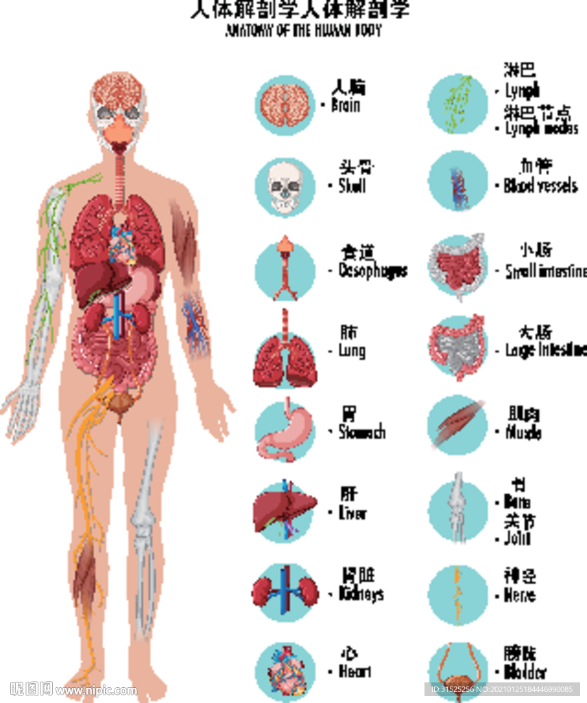 医学人体解剖图图片