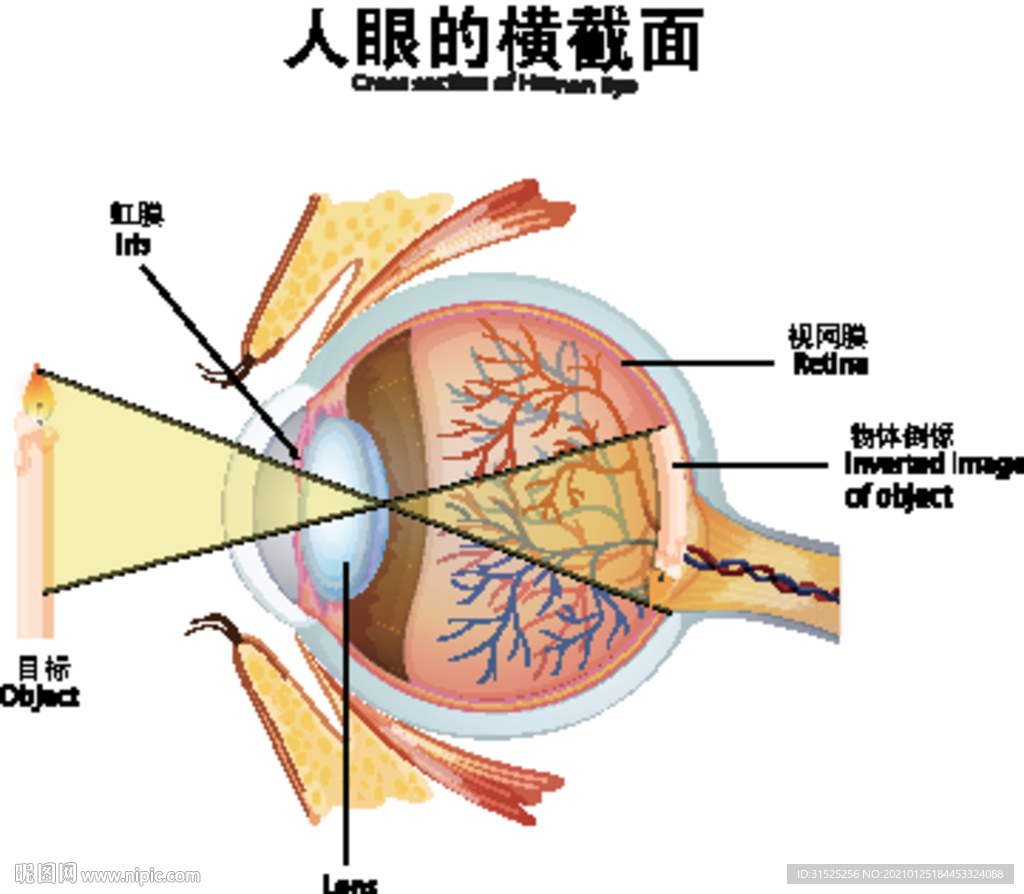 医学眼睛横截面解剖图图片