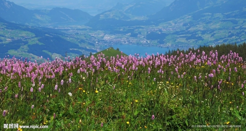 高清山頂上的花叢