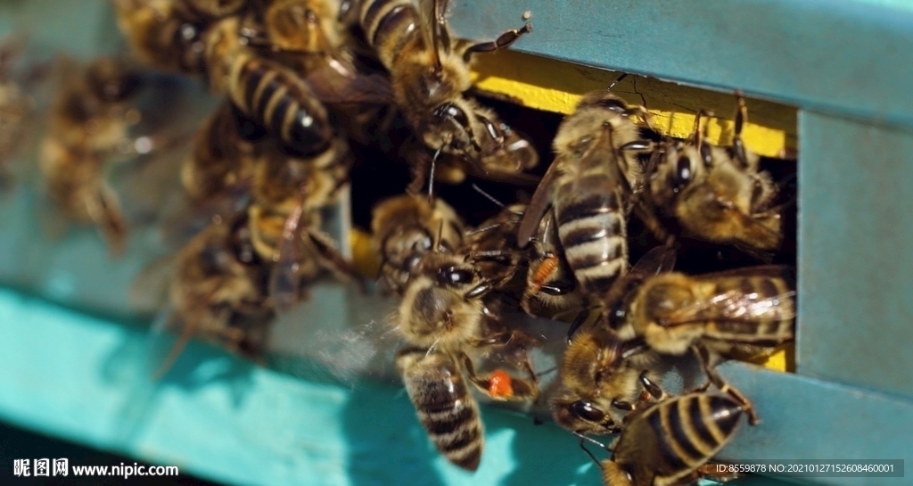 蜜蜂高清4K视频