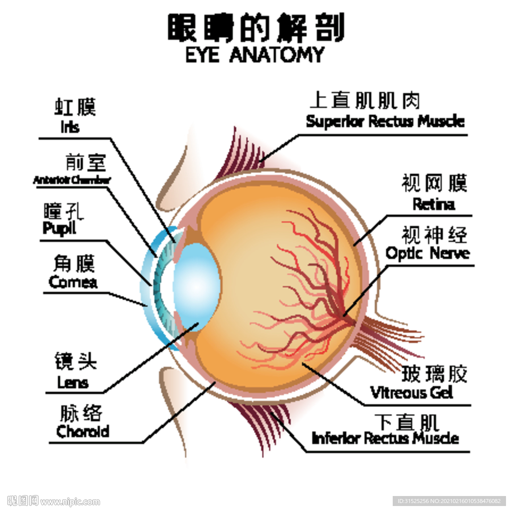 医疗眼睛解剖图设计图__医疗保健_生活百科_设计图库_昵图网nipic.com