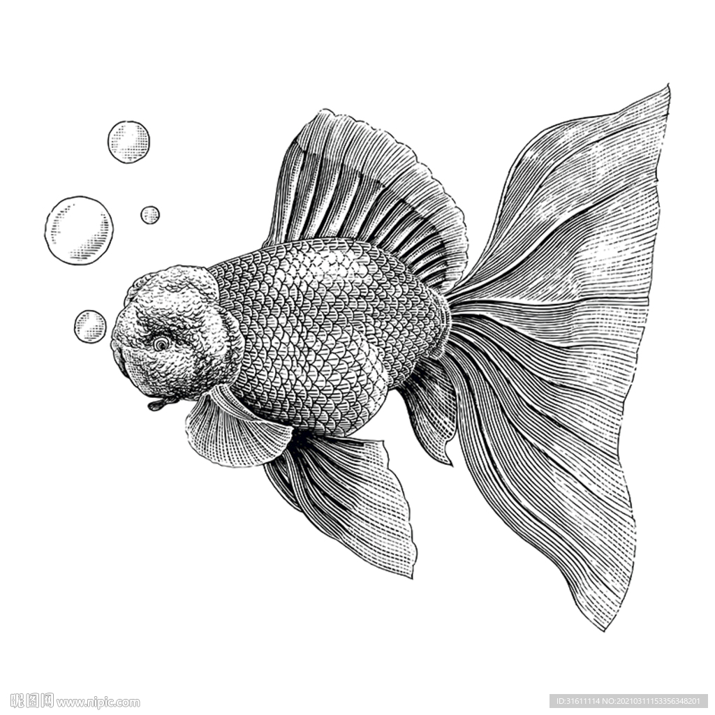 金鱼插画素材素描线描白描手绘
