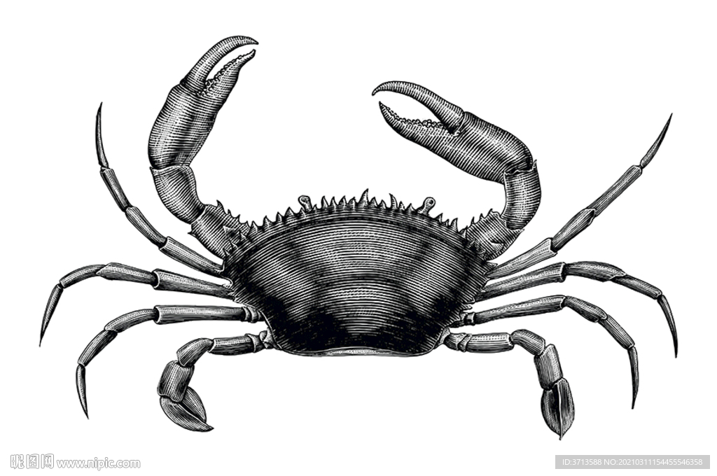 螃蟹素描线描白描手绘插画