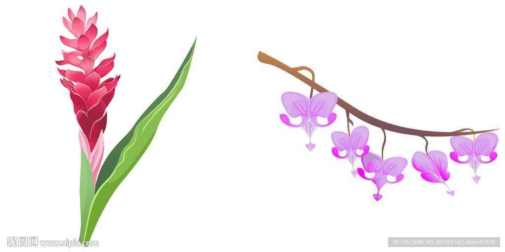 生姜花朵  紫藤花