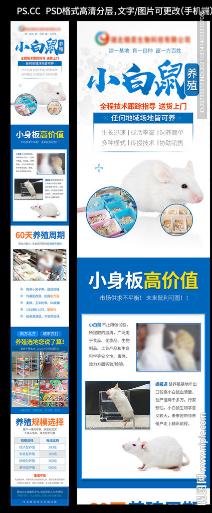 小白鼠养殖招商加盟页面