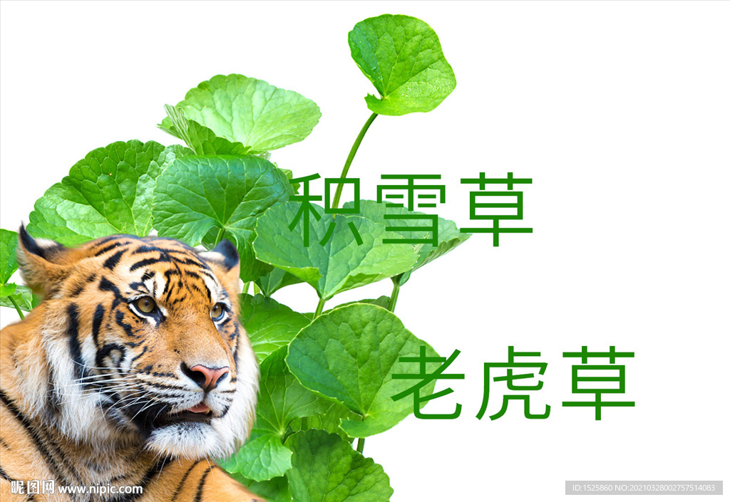 積雪草素材